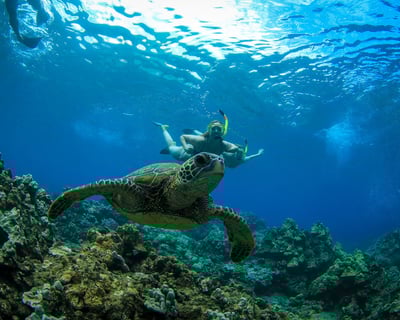 West Maui Adventure Snorkel Sail