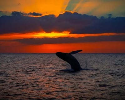 Sunset Whale Watch