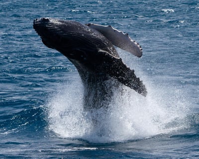 Ma'alaea Whale Watching With Marine Naturalists