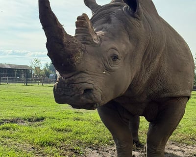 Wine-O's With Rhinos After-Hours Zoo Evening