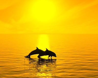 Bradenton Beach Dolphin & Sandbar Sunset Tour