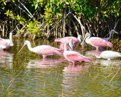 Manatee & Dolphin 10,000 Islands Private Eco Tour