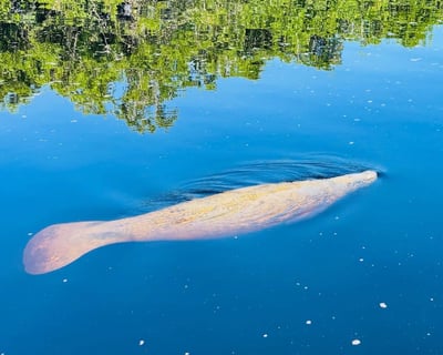 Naples Dolphin & Manatee Eco Tour with Beach Time