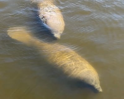 90-Minute Covered Manatee & Everglades Cruise