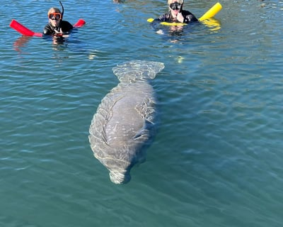 Manatee Galore Shared Boat Tour In Homosassa Springs