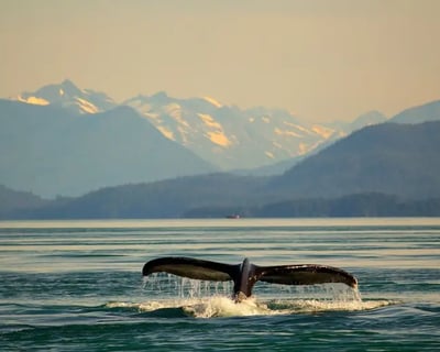 Private Whale Watching Tour in Juneau
