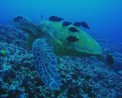 2.5-Hour Lahaina Dolphin & Turtle Snorkel Cruise