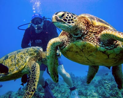 Navy Tug Wreck & Reef 2-Tank Dive in Honolulu