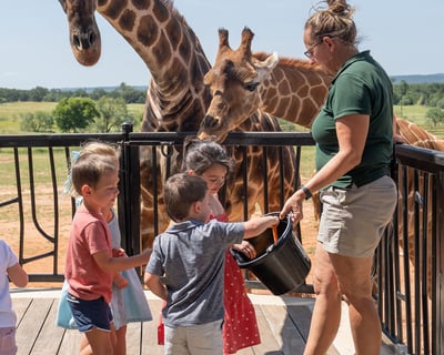 Private Giraffe Encounter & Lunch in Fredericksburg