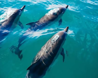 Explore Sarasota Bay on a 3-Hour Boat Tour