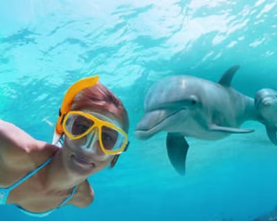 Dolphin Watch & Snorkel Cruise to Shell Island