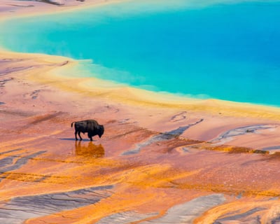 Explore Yellowstone Highlights Guided Tour From Jackson
