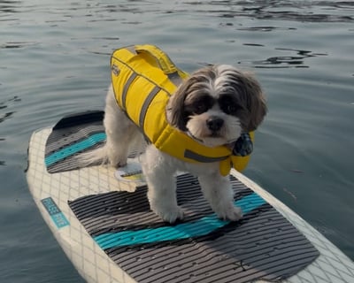 Lake Chelan Paddleboard Rental
