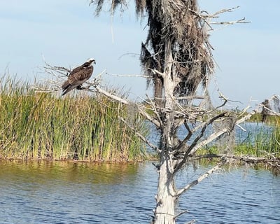 Private Airboat Tour of Lake Garcia