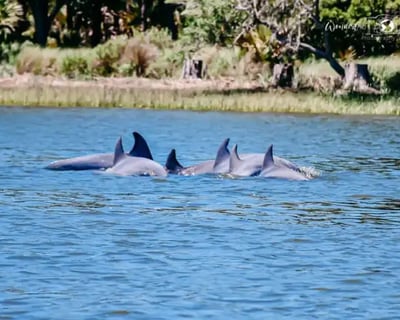 Savannah 2-Hour Dolphin Tour