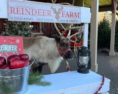Winter Reindeer Farm Tour in Albrightsville