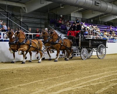 3-Day Equestrian Competition in Ocala