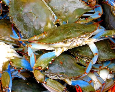 4-Hour Albemarle Sound Charter