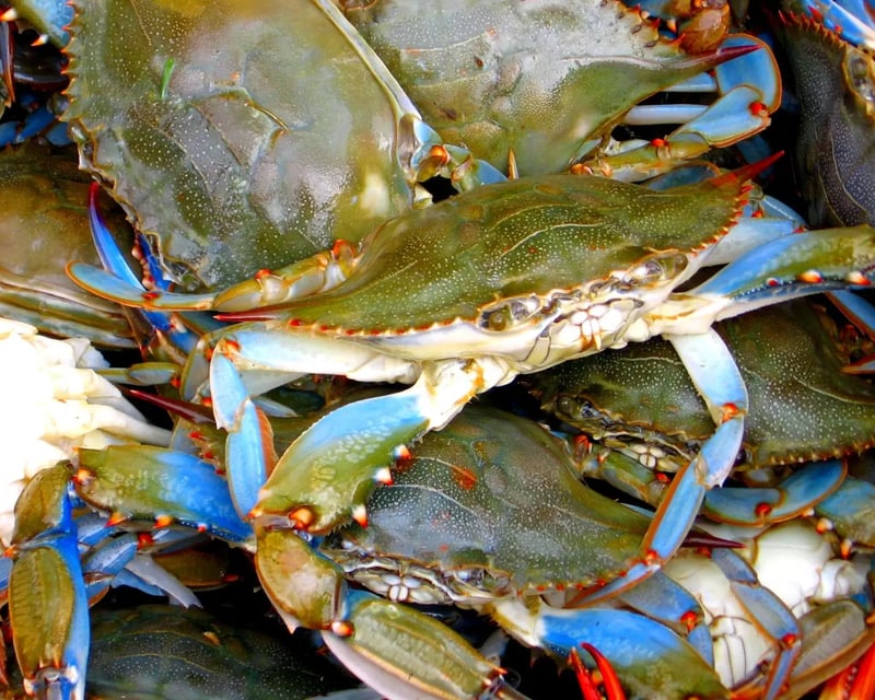 4-Hour Albemarle Sound Charter