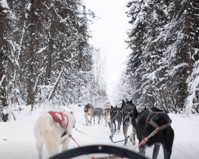 Talkeetna Guided Dog Sled Tour
