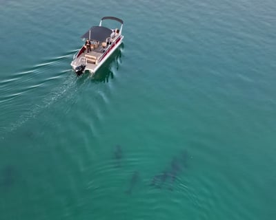 Destin Sunset Dolphin Cruise