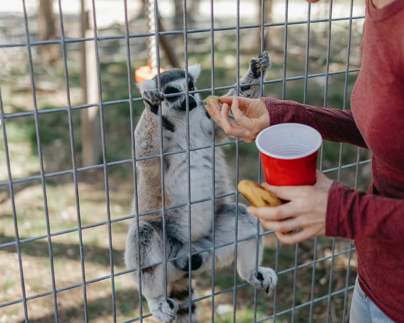 Full-Day Wildlife Park Tour in Mountain Home