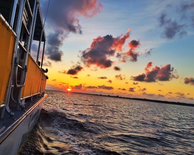 Thanksgiving Dolphin & Wildlife Cruise Fort Myers Beach