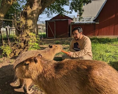 Capybara Encounter in Franksville