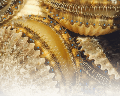 Private Scalloping Charter in Crystal River