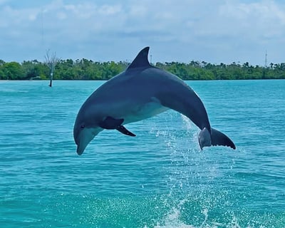 Englewood Dolphin & Eco Cruise