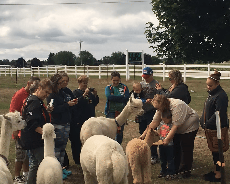 Guided Alpaca Ranch Tour in Two Rivers