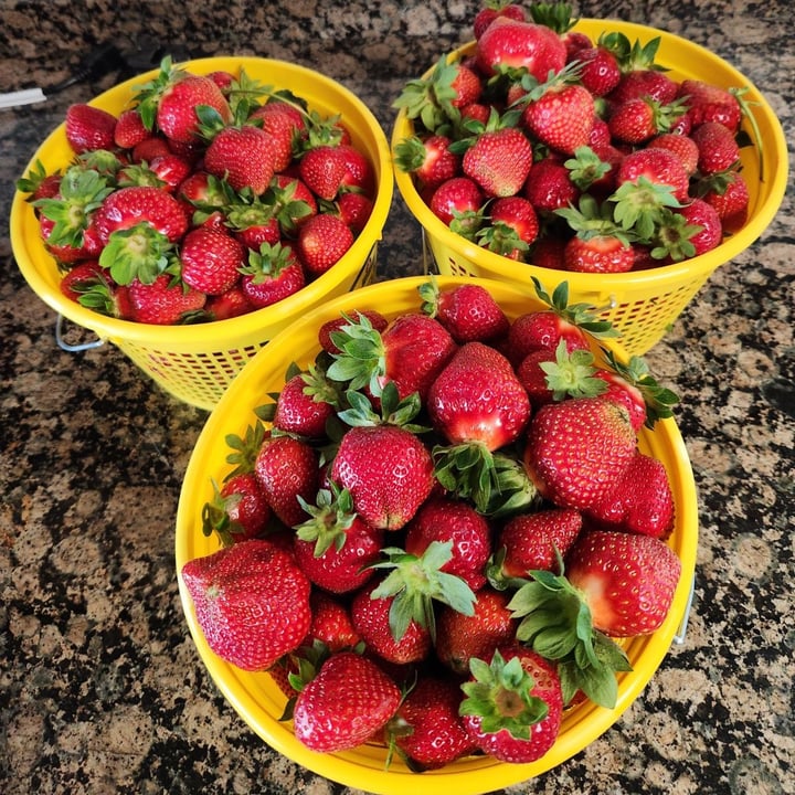 photo of Smith-Perry Berries Strawberries shared by @heartartichokehearts on  30 Apr 2024 - review