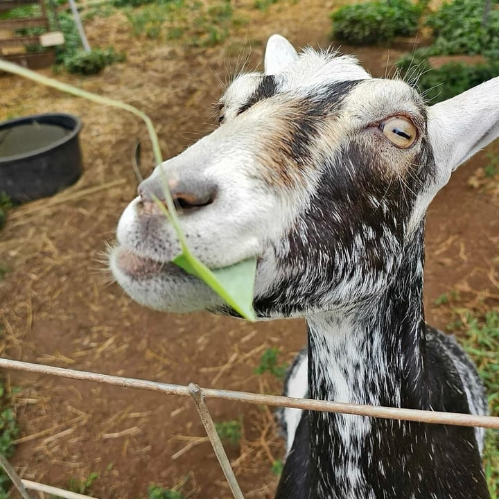 photo shared by @alohaanimalsanctuary on  30 Aug 2024 - post