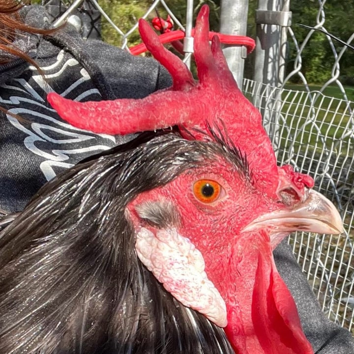 photo of undefined undefined shared by @roosterredemption on  19 Jun 2025 - review