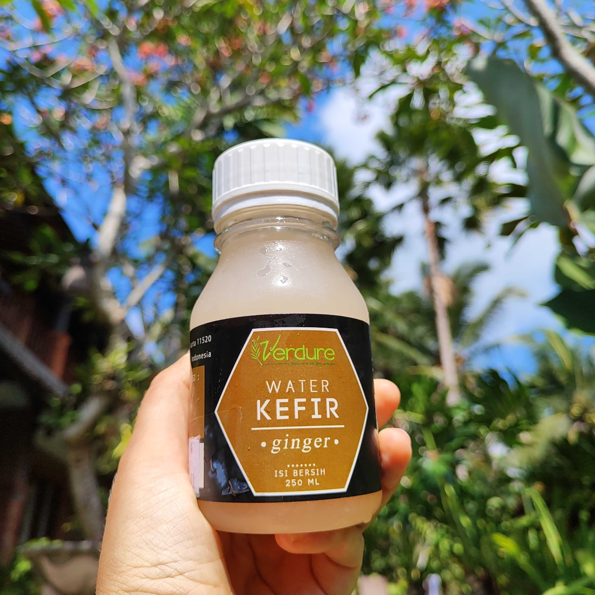 Verdure Ginger Water Kefir Reviews abillion