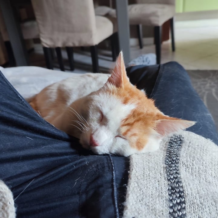 photo shared by @pippocat on  07 Jun 2025 - post