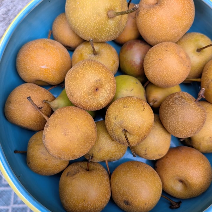 photo of Red Fire Farm Asian pears shared by @twistedbakery on  30 Sep 2025 - review