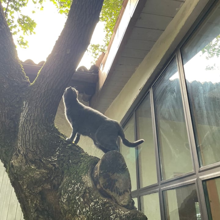 photo of Amici degli animali Lettiera vegetale di tofu shared by @antonellaboschi on  10 Sep 2025 - review
