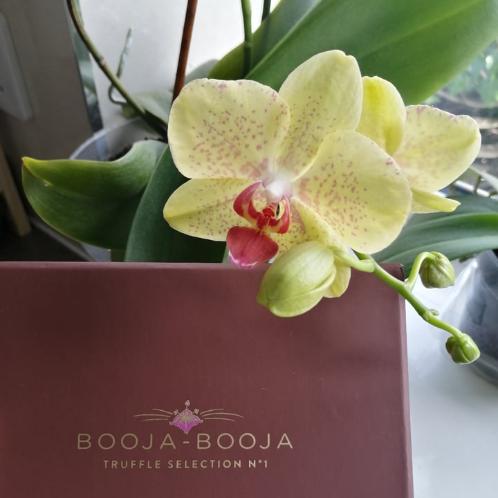 photo of Booja-Booja Truffle Selection N°1 shared by @veganty on  28 Mar 2024 - review