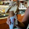 Il Gelato di Torre Alfina, Sarchioni dal 1850