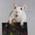 avatar of fancyratrescue