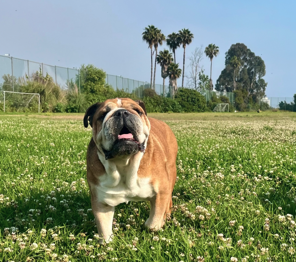 Roscoe, Lewis Hamilton’s recently deceased dog