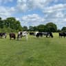 the retreat animal rescue