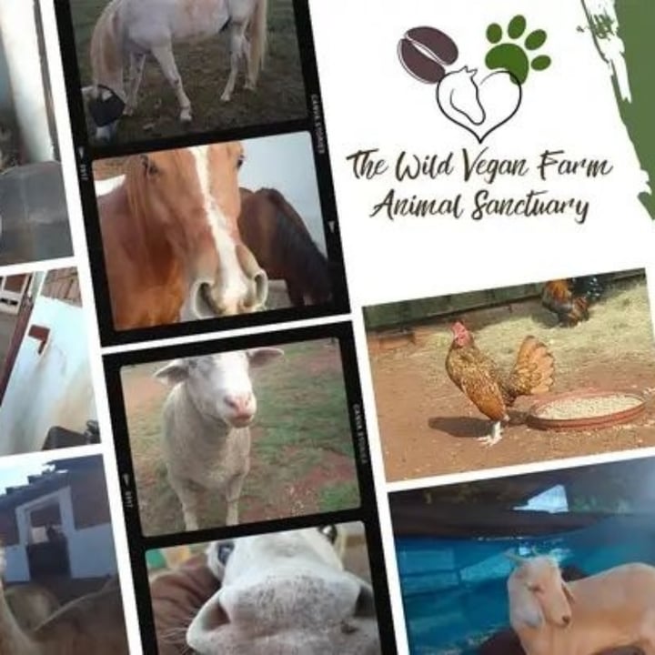 photo shared by @wildvegansanctuary on  09 Dec 2024 - post