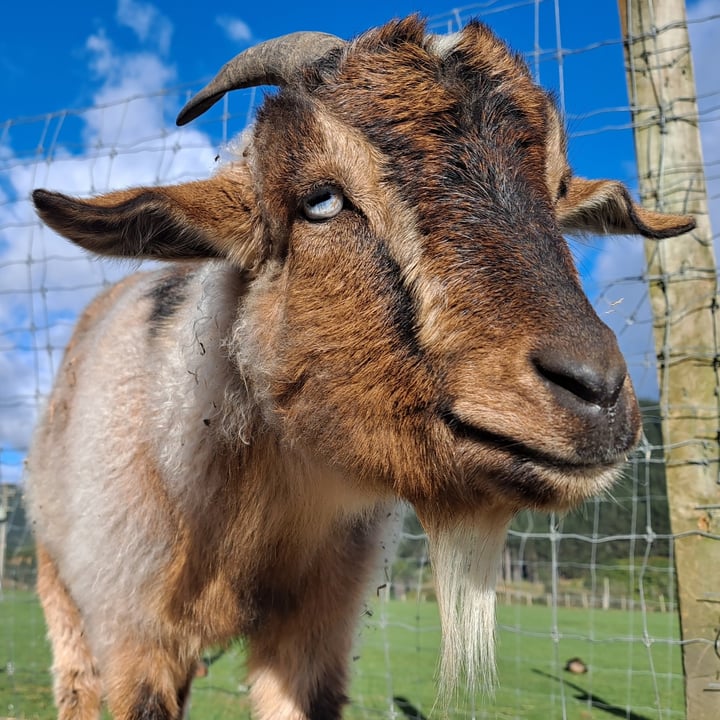 photo shared by @blacksheepsanctuary on  06 Aug 2024 - post