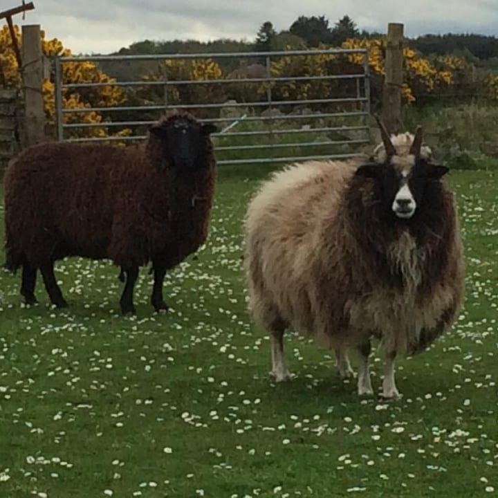 photo shared by @willows-animals on  16 May 2024 - post