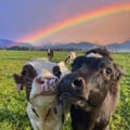 @veganfran profile image