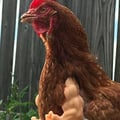 avatar of chickenlady