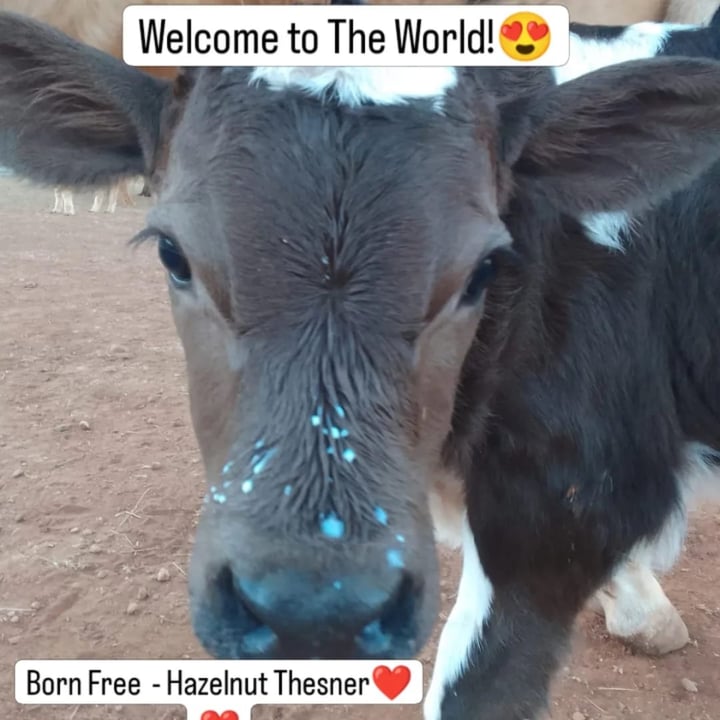 photo shared by @wildvegansanctuary on  28 Aug 2024 - post