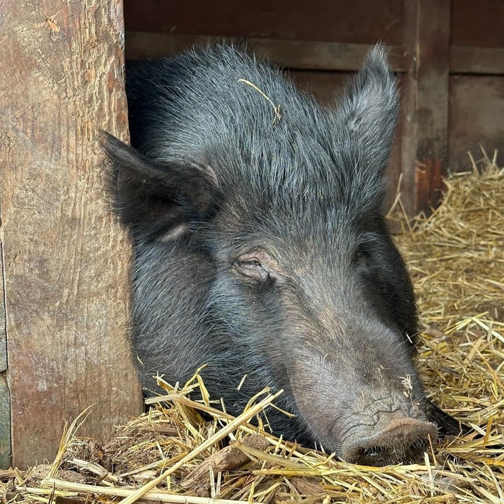 photo shared by @alohaanimalsanctuary on  30 Oct 2024 - post